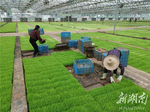 可持续发展丨安仁县：科技兴农助增收